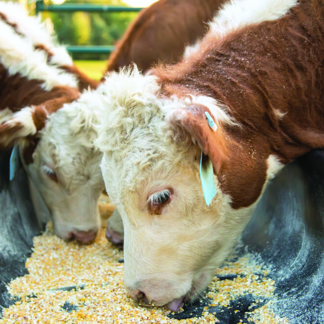 Hereford Calves Eating Corn Feed