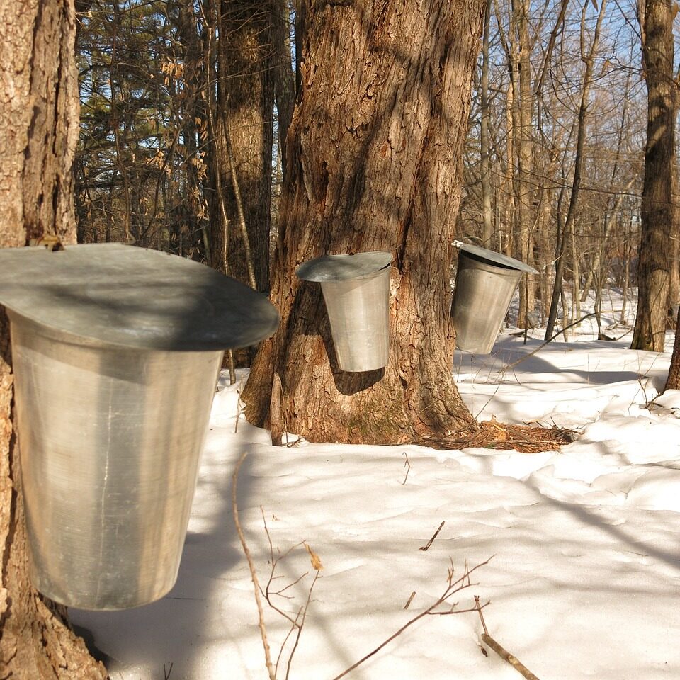 Making Maple Syrup