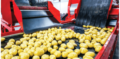 Processing Potatoes