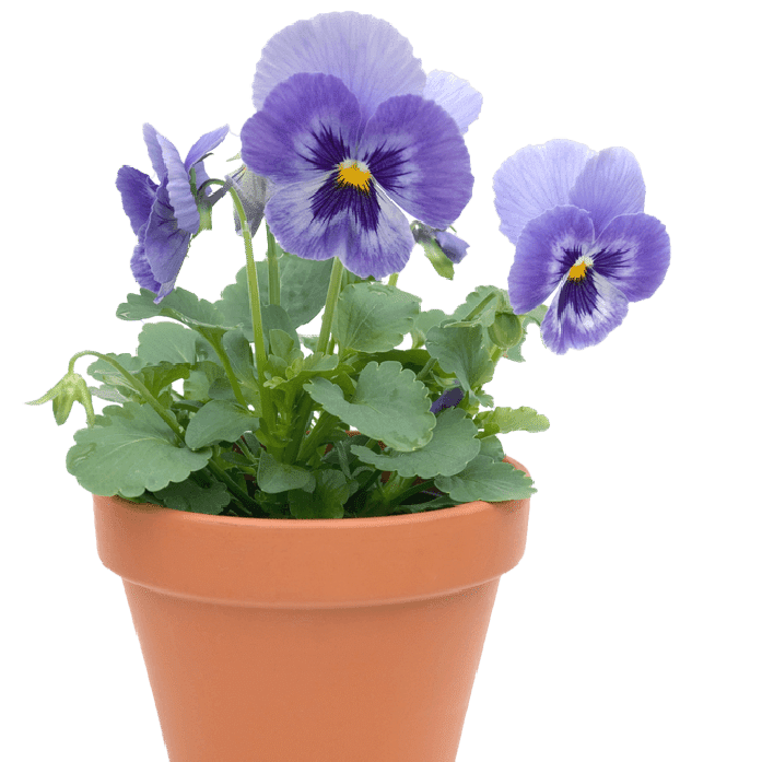 Purple Flowers in Terracotta Pot