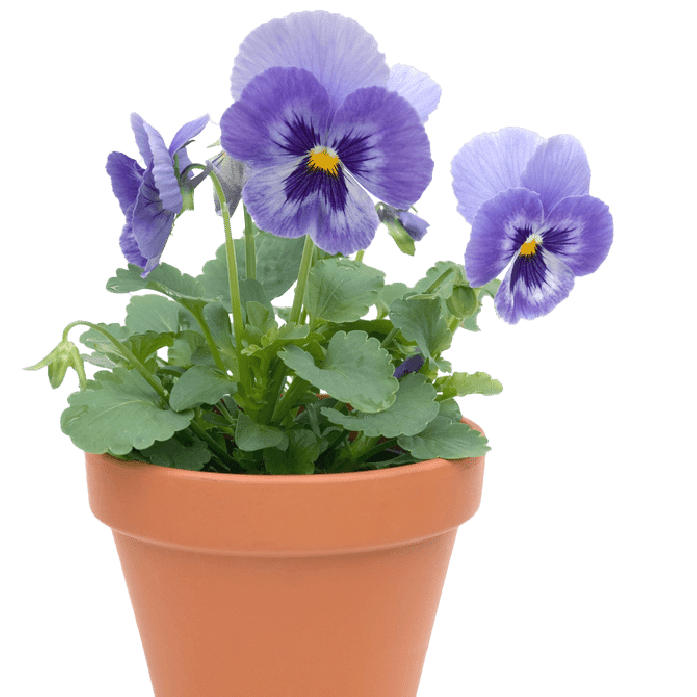 Purple Flowers in Terracotta Pot