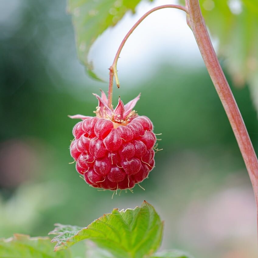 Raspberry on vine