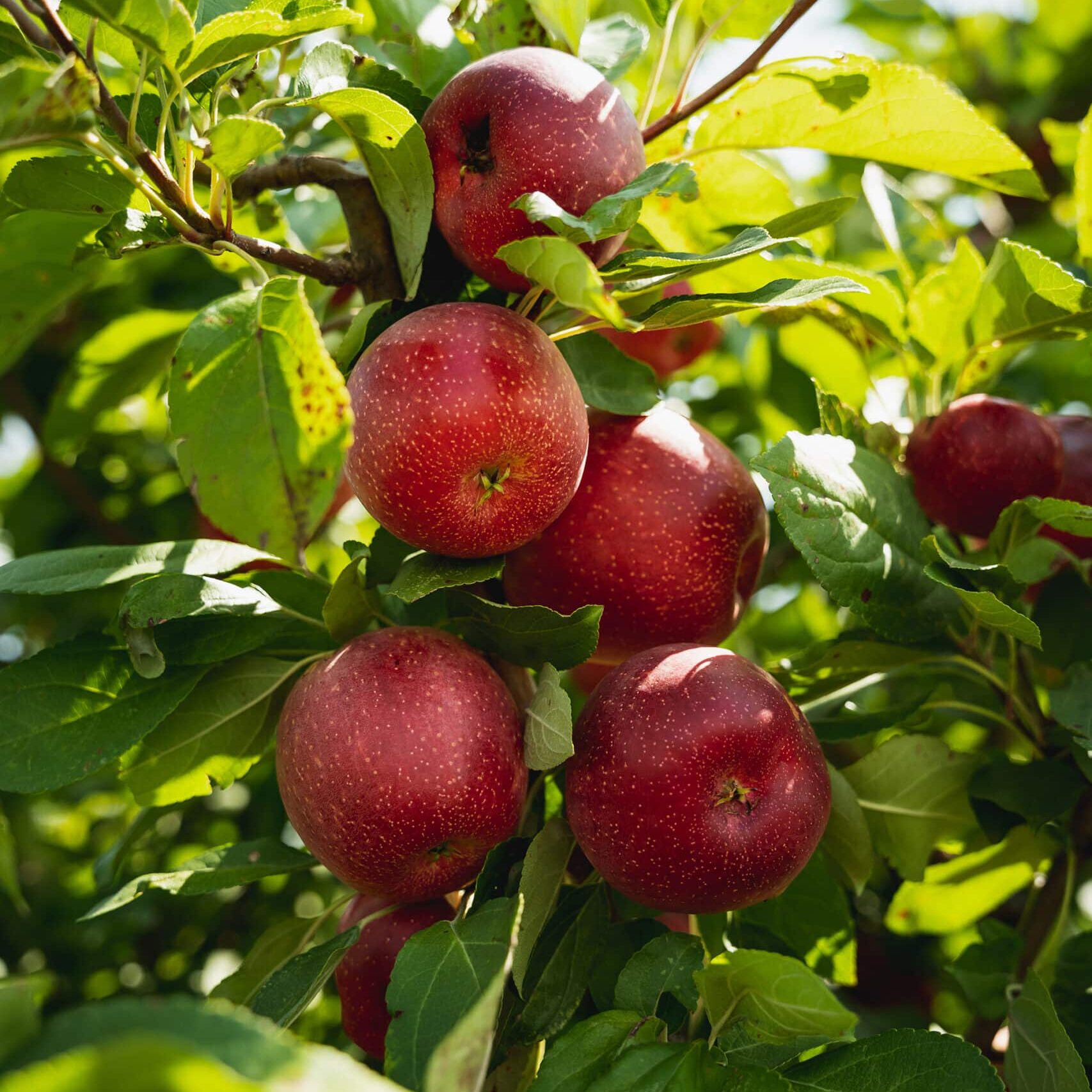 Red Apples on Tree