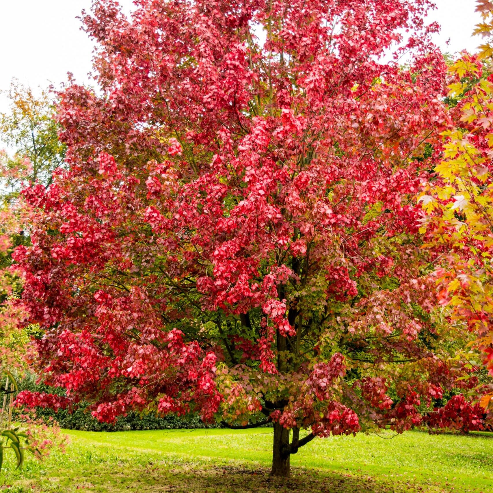 Autumn,Colors,Of,Acer,Rubrum,'october,Glory'