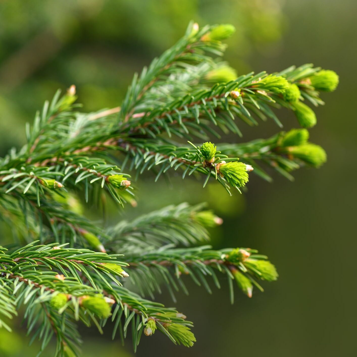 Branch of a coniferous tree close up on a green background