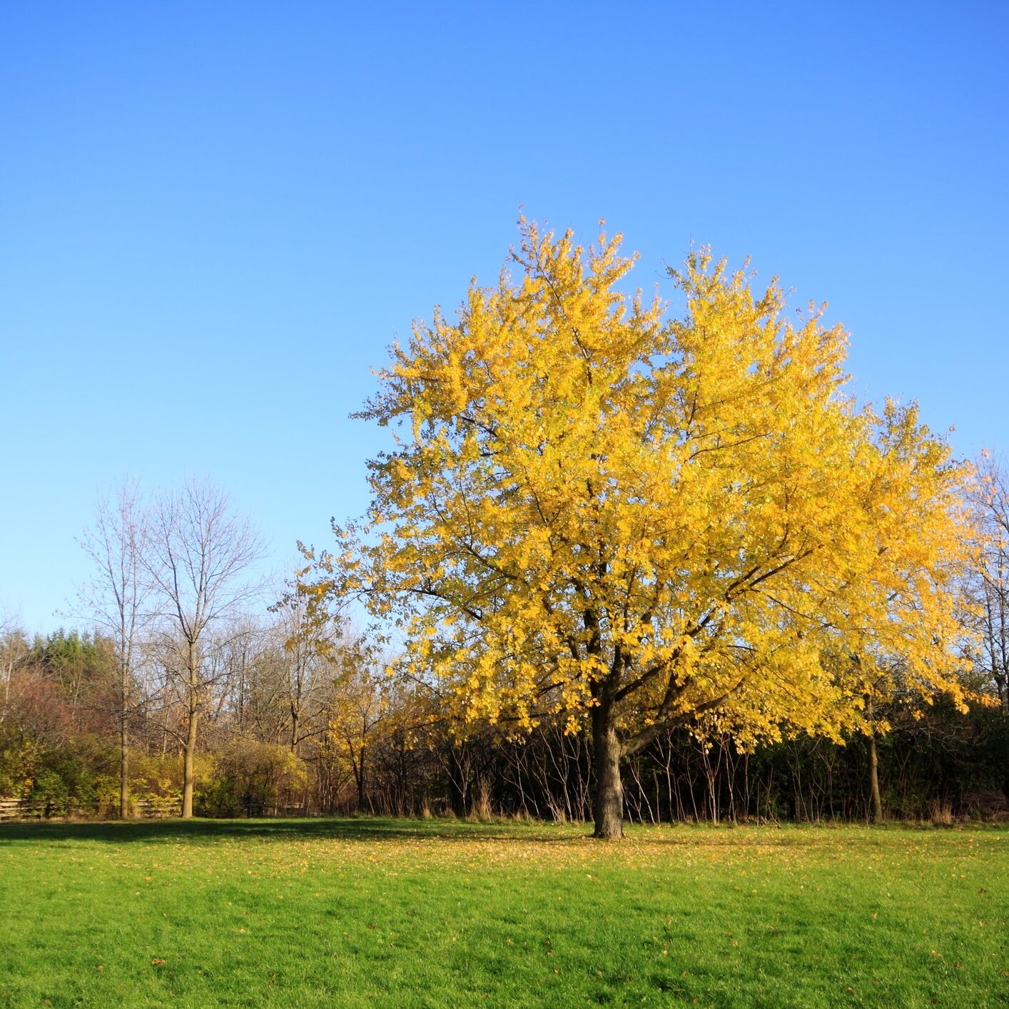 Silver Maple in Autumn