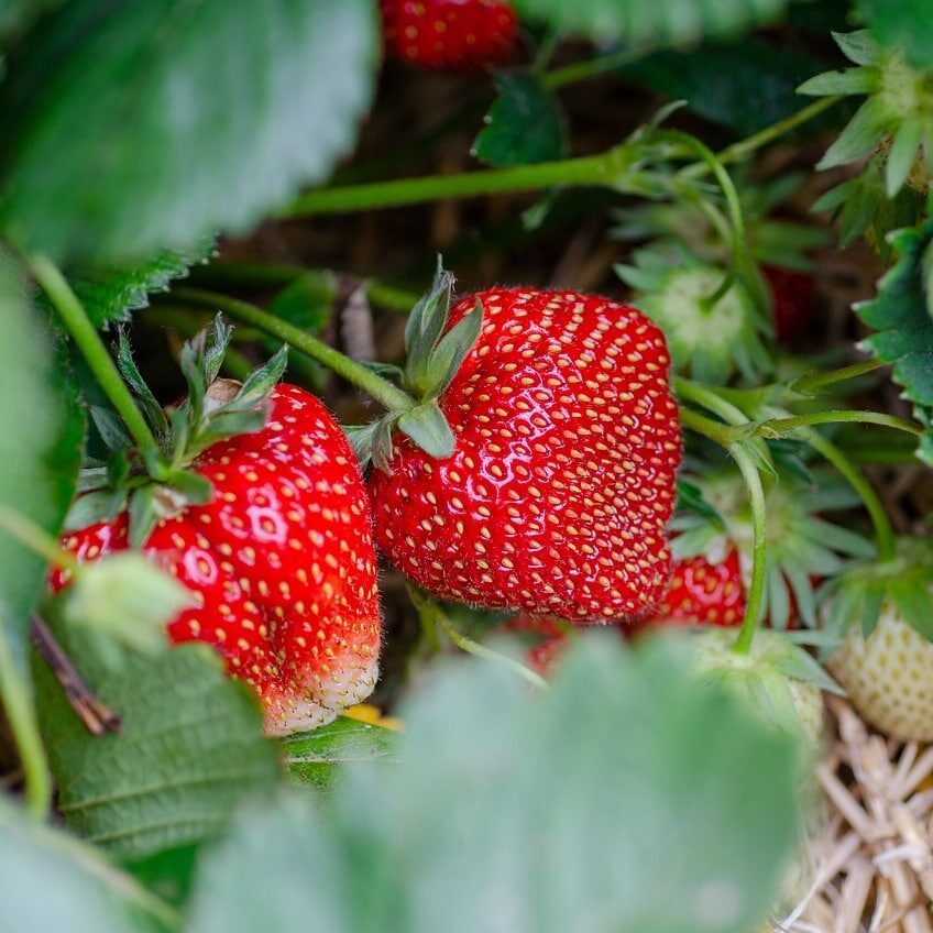 Strawberries on vine