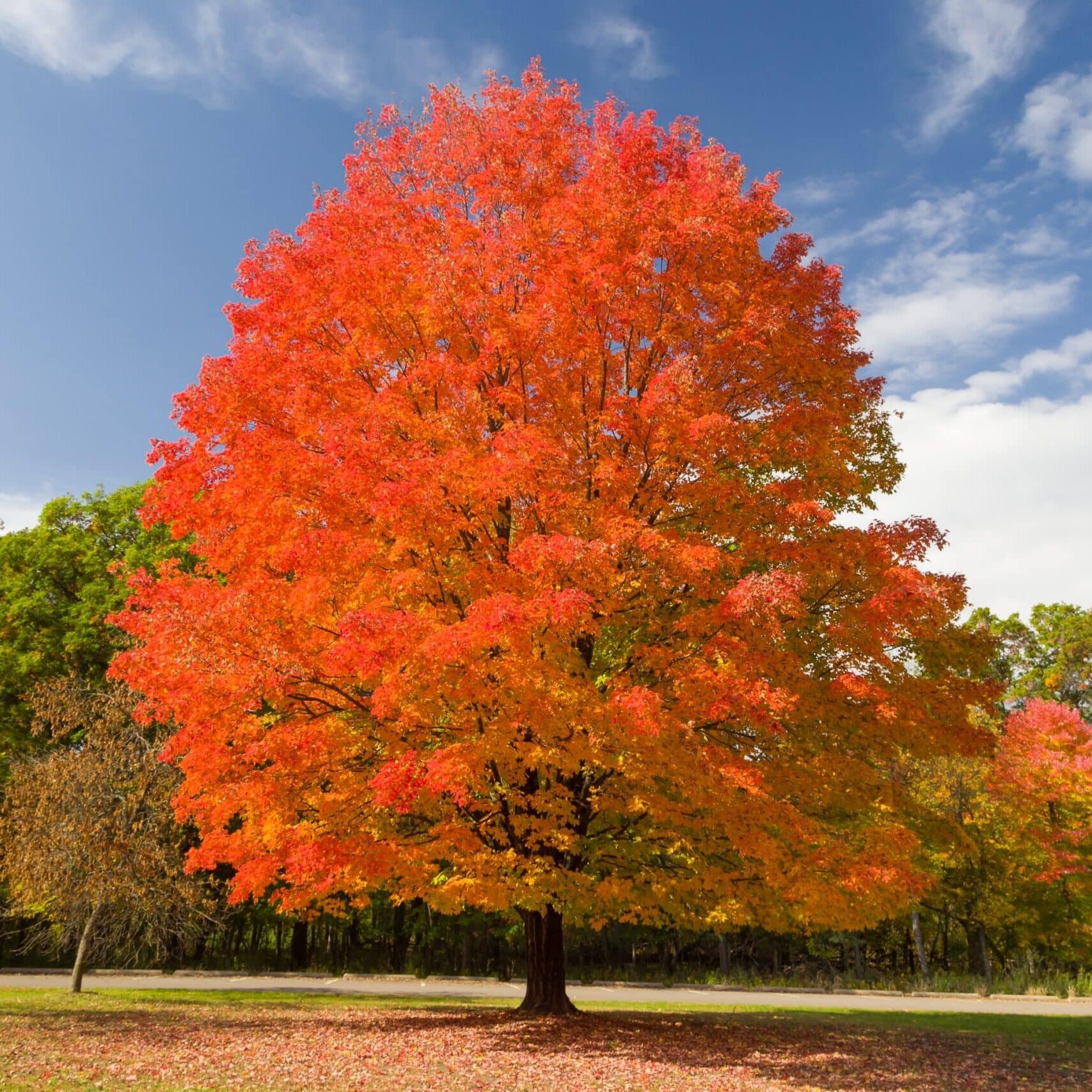 Sugar,Maple,In,Autumn,At,Willow,River,State,Park,,Wisconsin