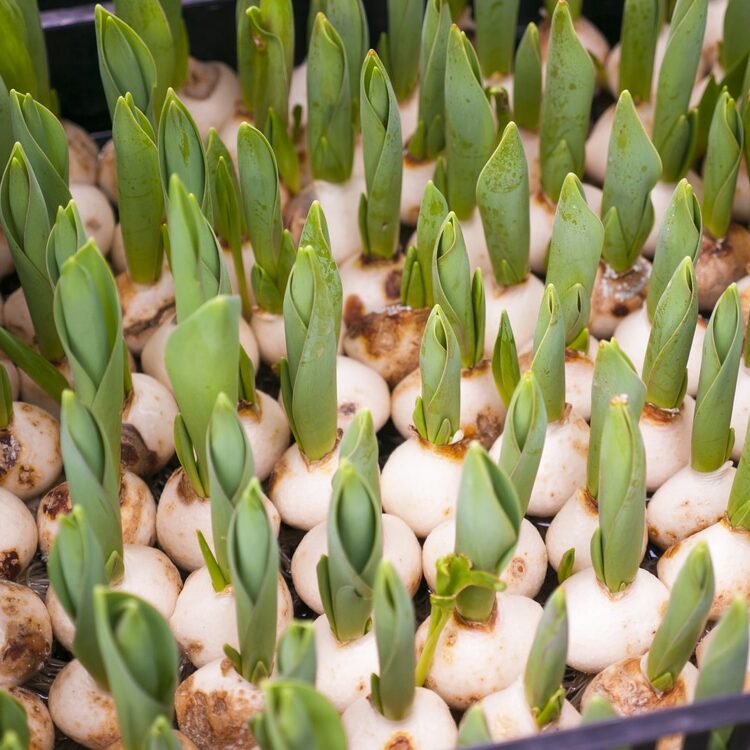 Detail Of Tulips Bulbs In Flowers Market