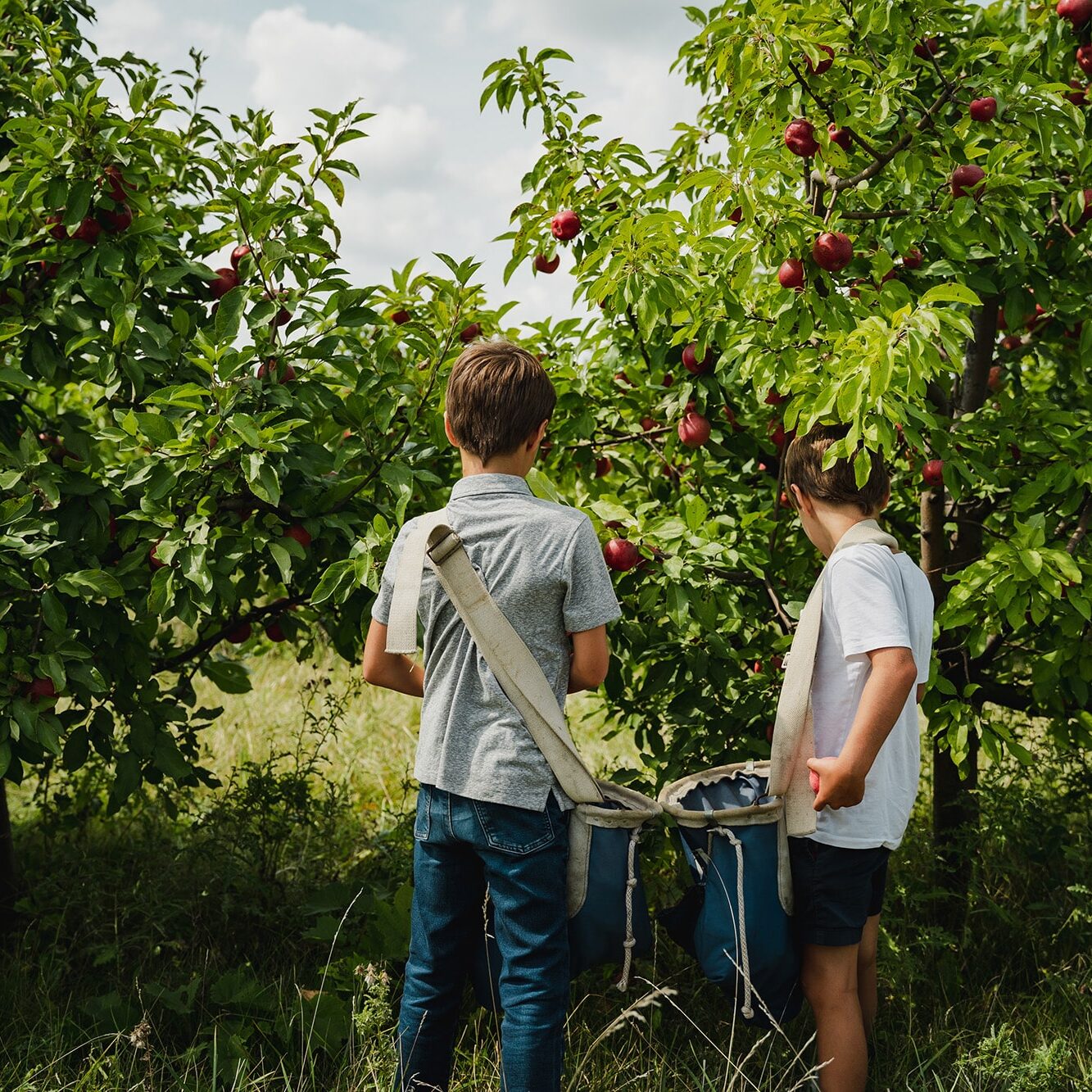 Two boys picking apples