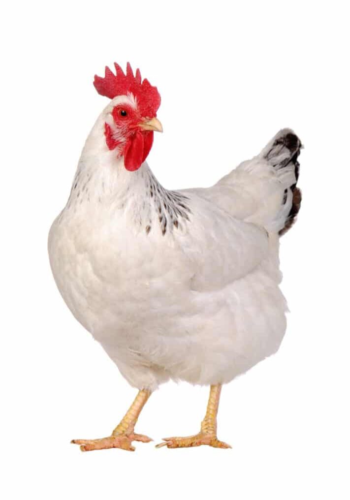 Chicken isolated on white