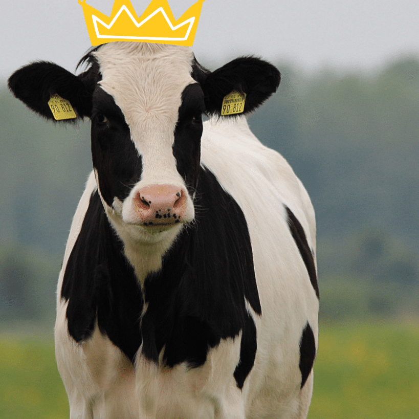 A black and white dairy cow with a graphic of a gold crown on its head
