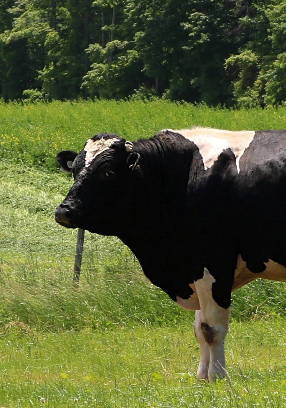 Holstein bull in meadow