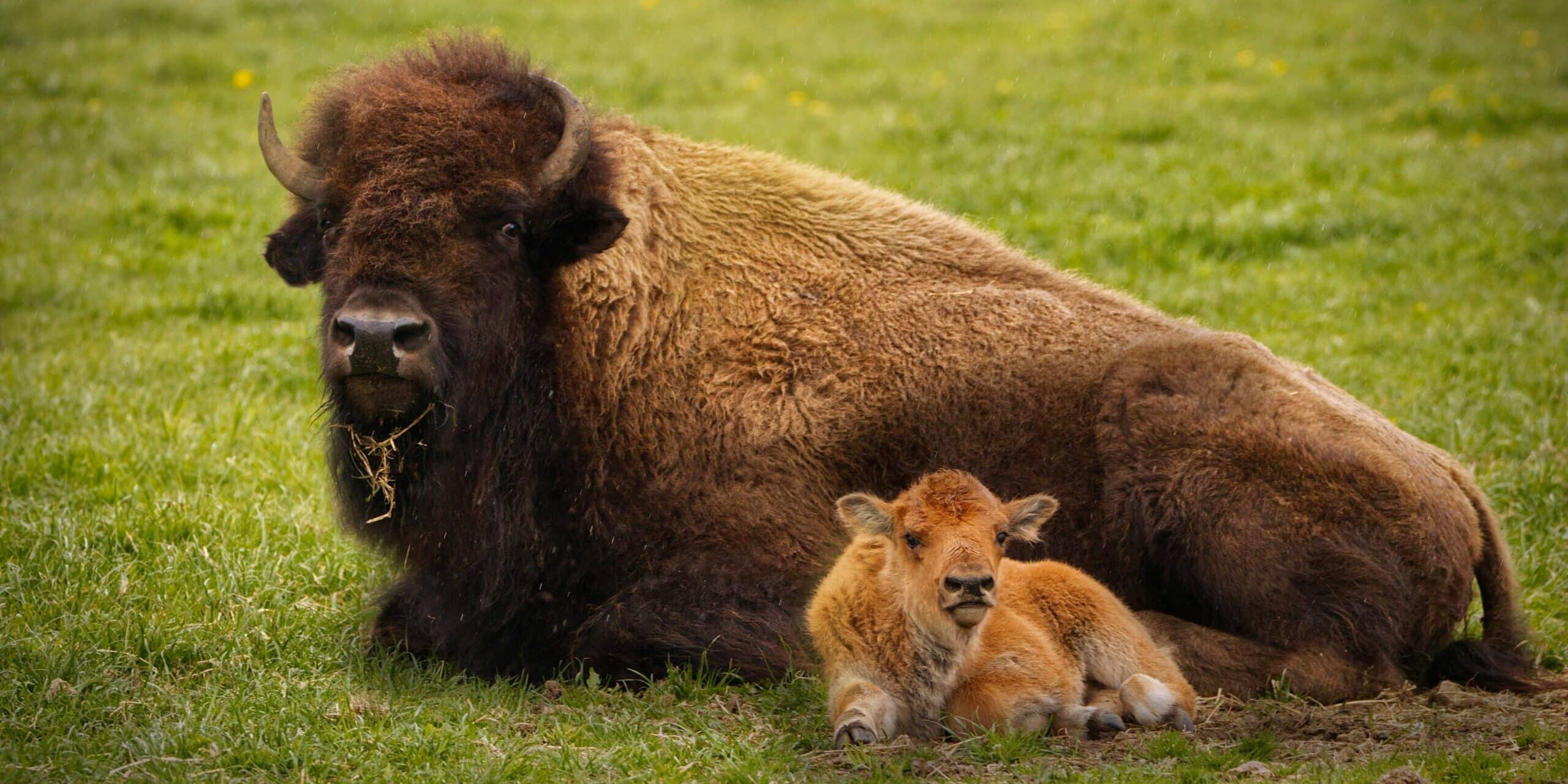 An adult bison and a bison calf laying in a green field.