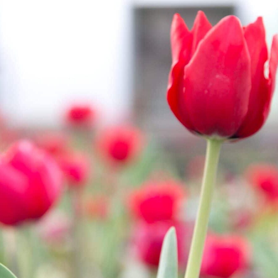 gallery lbr locally grown flowers tulip red