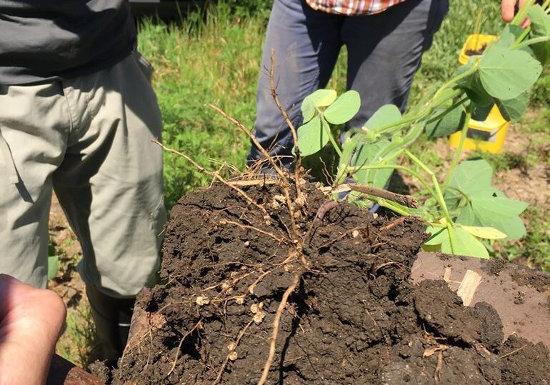 healthy plants have health soil