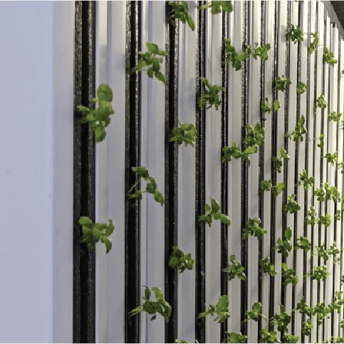 Hydroponic Plants Growing Vertically