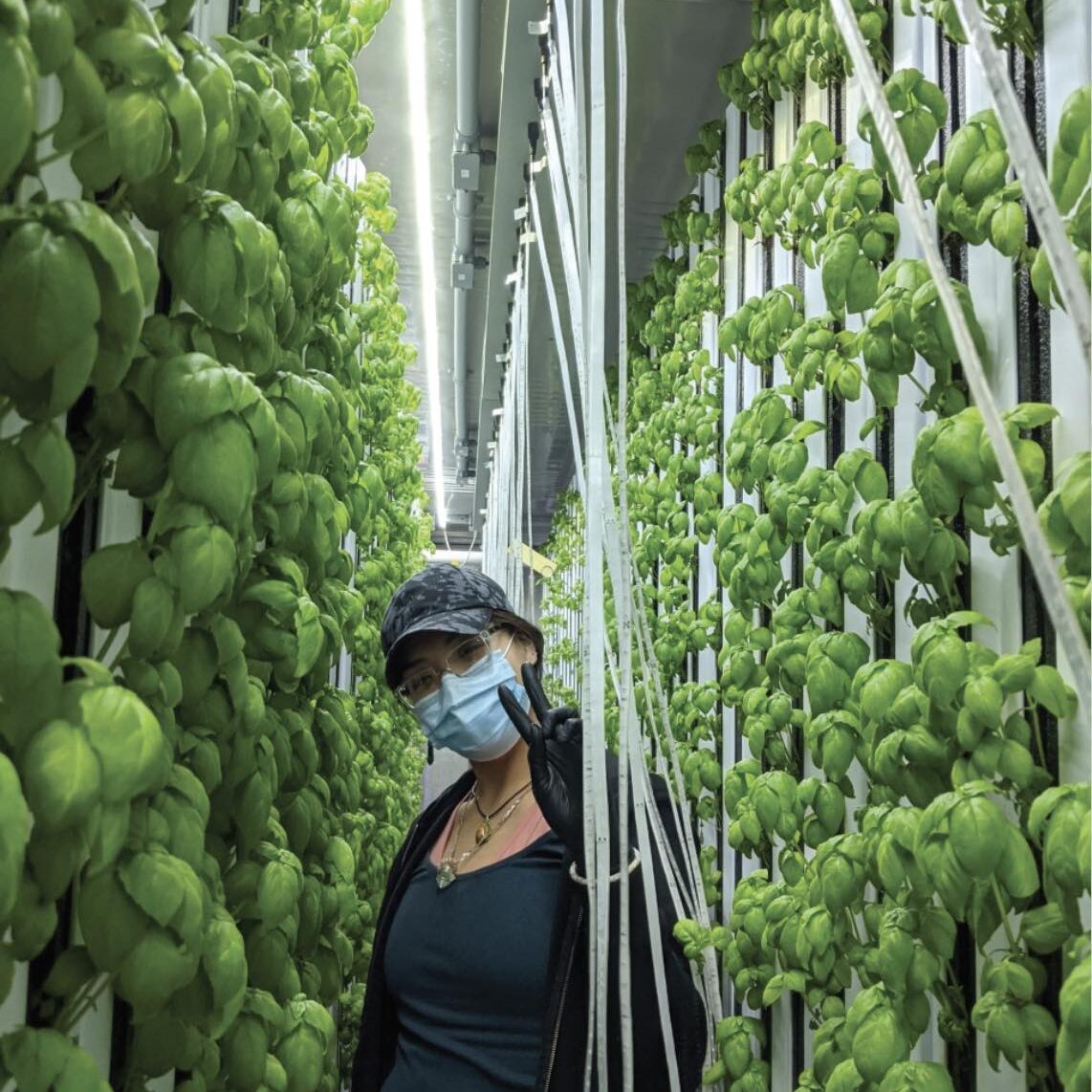 Hydroponic Plants Growing Vertically