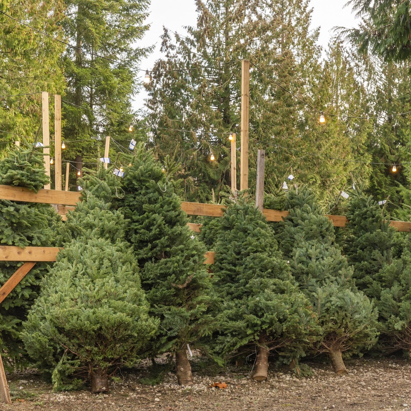 Christmas Trees ready to be Decorated.