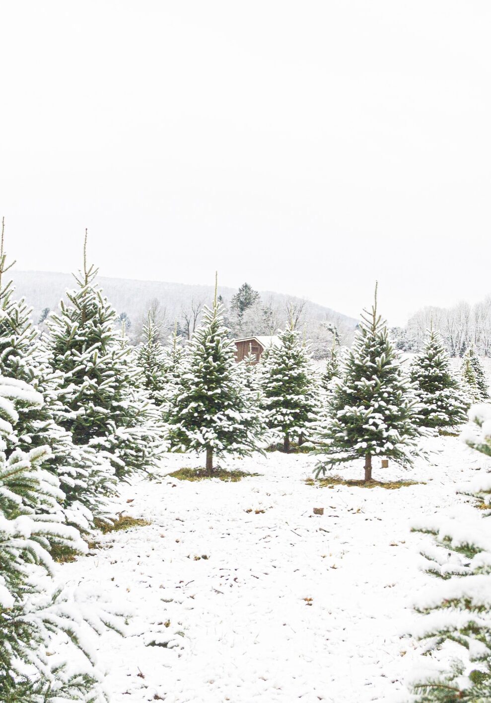 Christmas Tree Farm