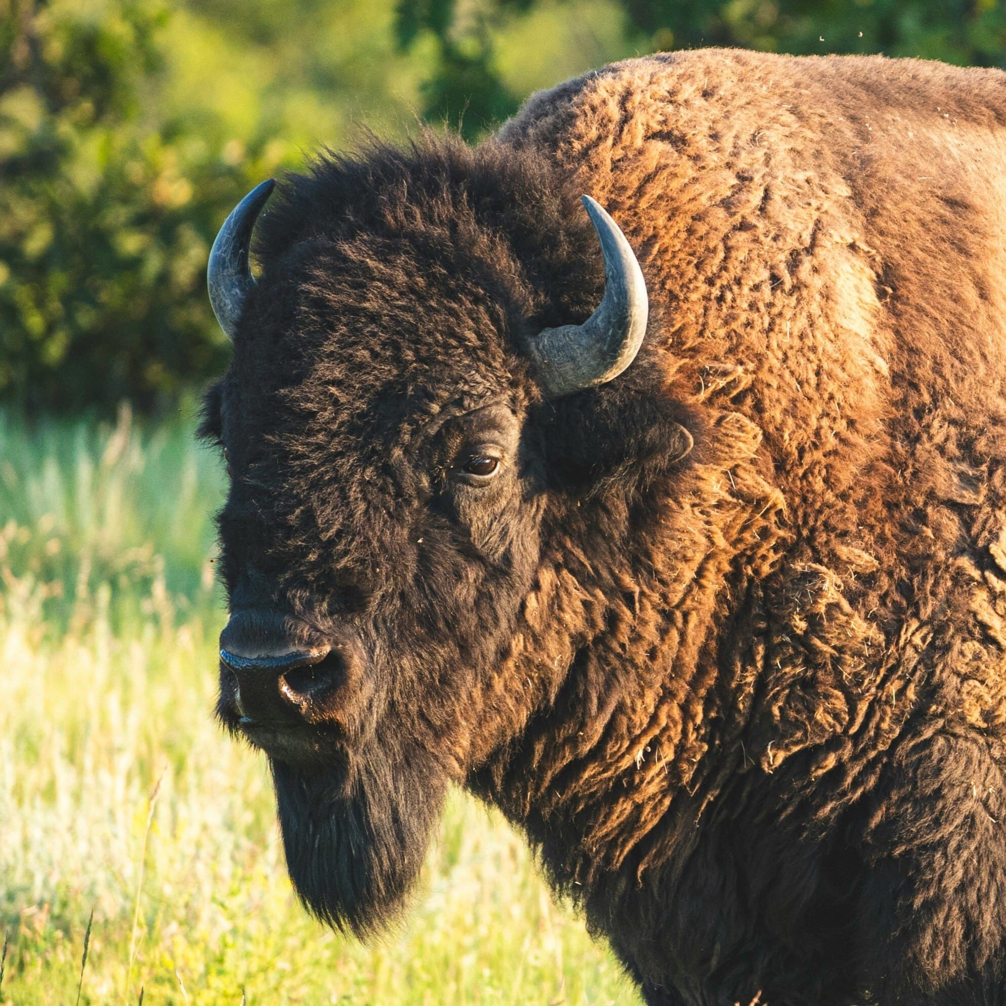 Closeup photo of a bison head
