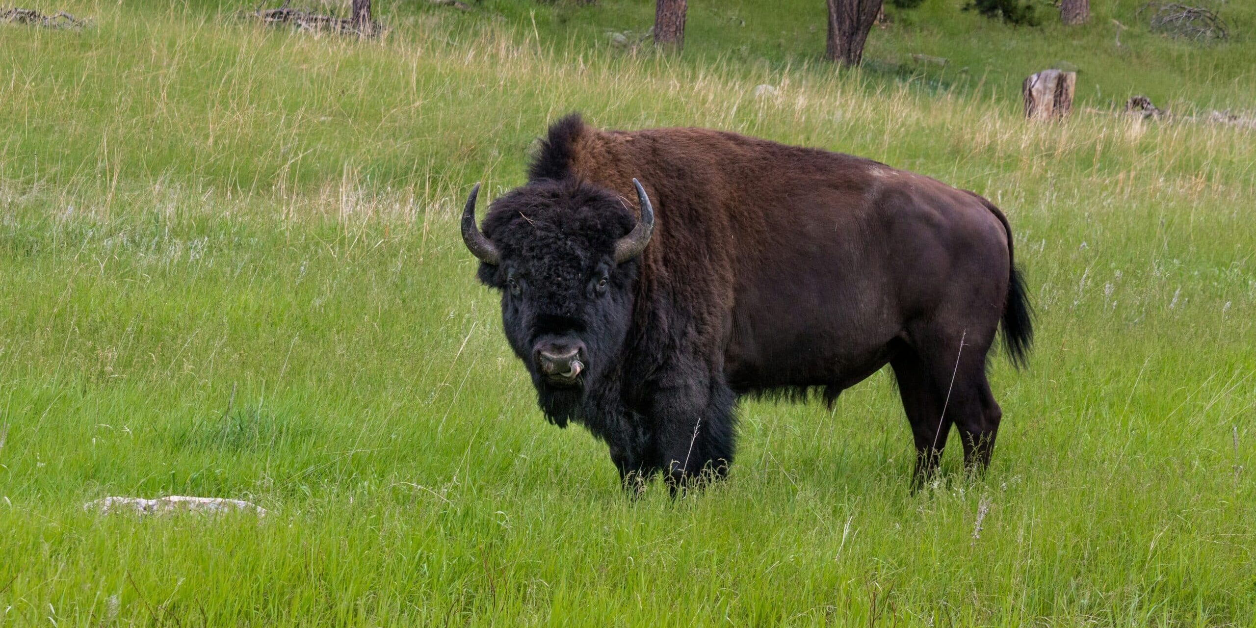 A bison standing in a bright green field.
