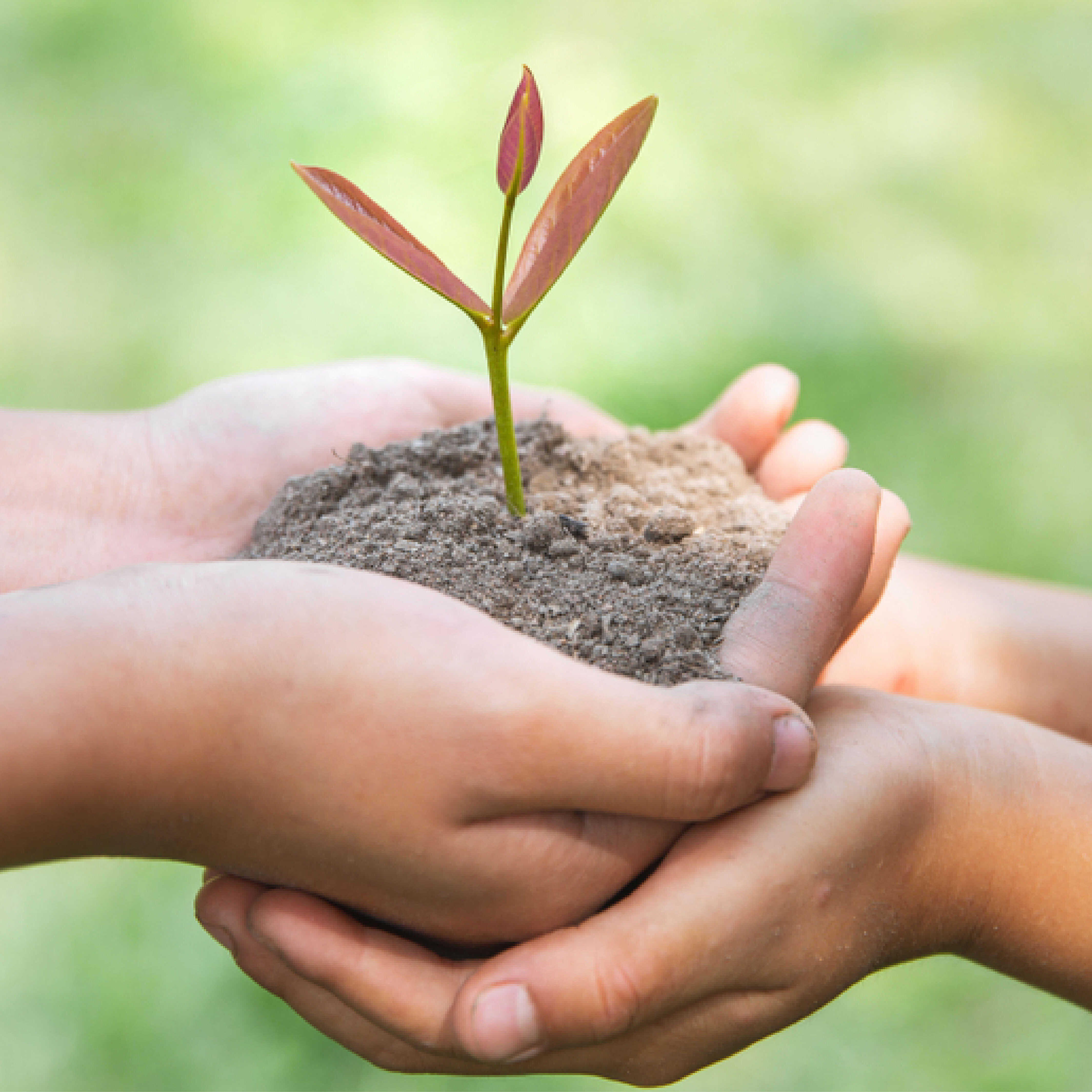 Hands Holding Soil with Plant