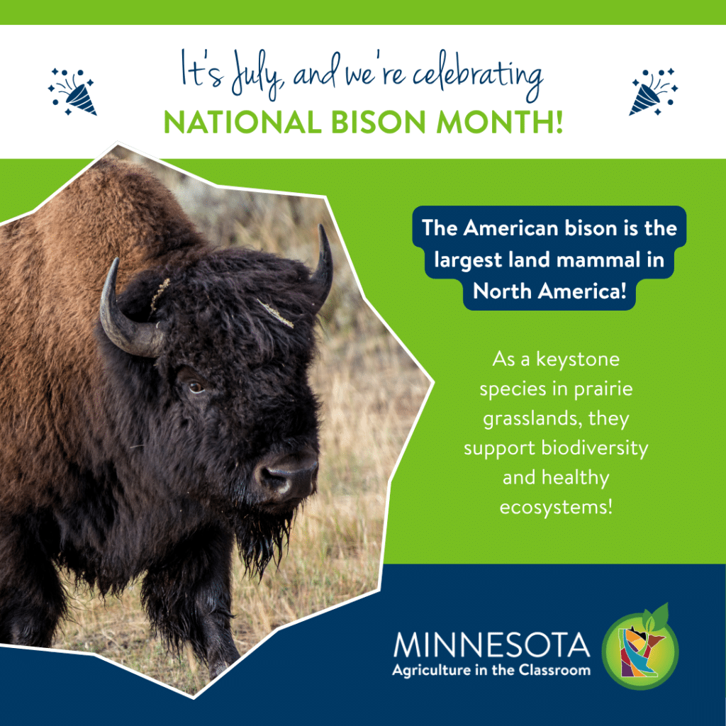 Bison photo with title: It's July, and we're celebrating National Bison Month!