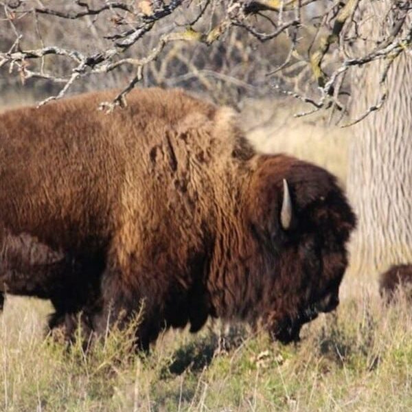 American buffalo standing in a field under a tree with brown leaves.