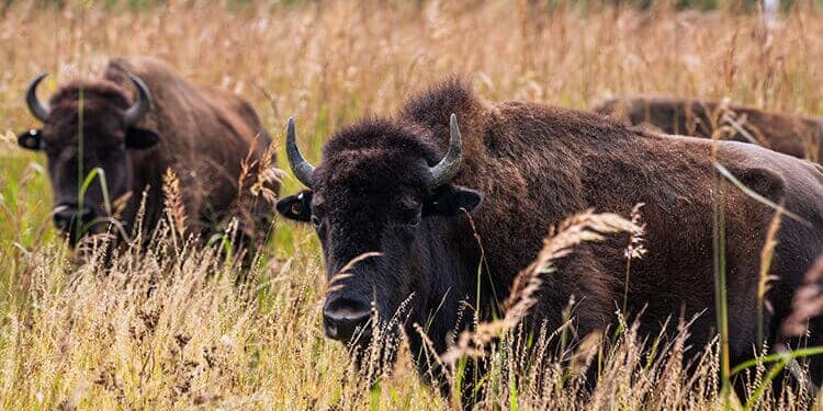 Two bison standing in a field of tall, brown grass.