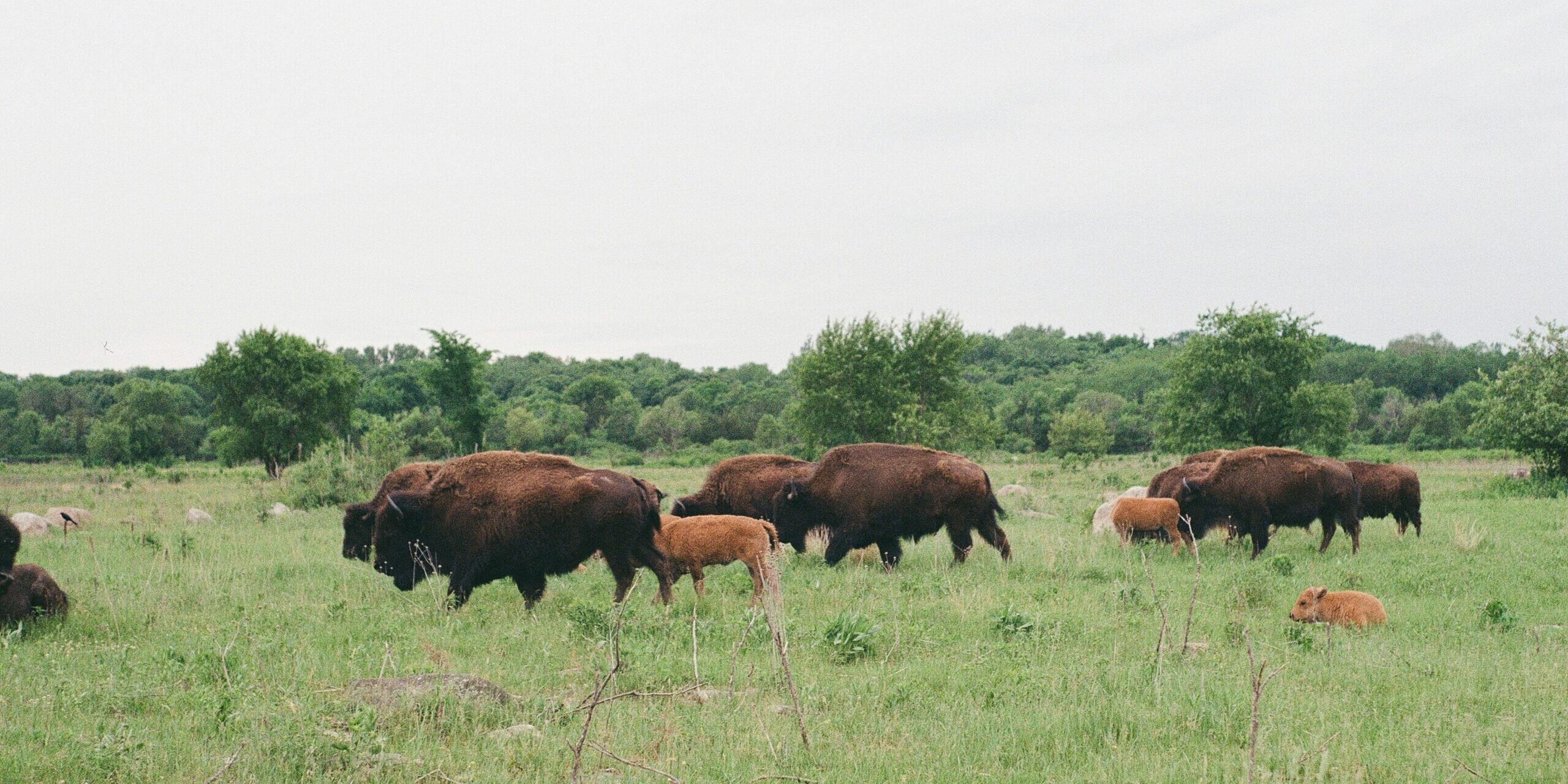 A herd of bison grazing in a field with trees in the background.